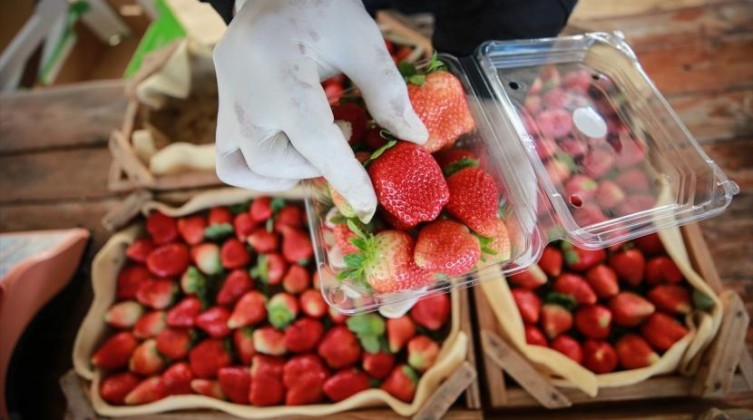 "الزراعة بغزة" تتحدث عن موسم الفراولة للعام الحالي 2022