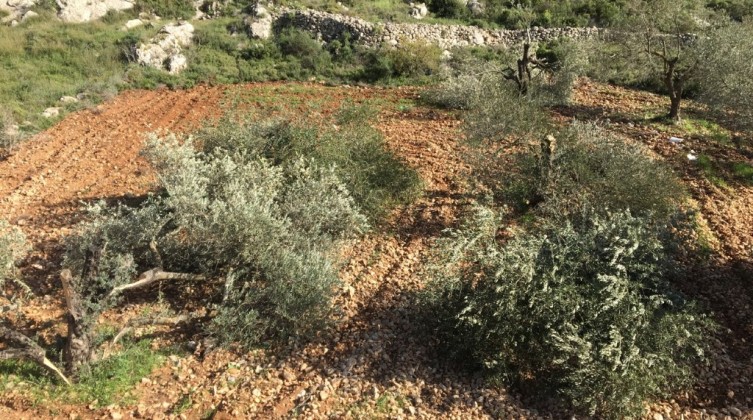 مستوطنون يكسرون أشتال الزيتون في رام الله