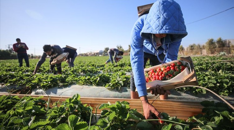 بالفيديو: بدء موسم قطف الفراولة في قطاع غزة