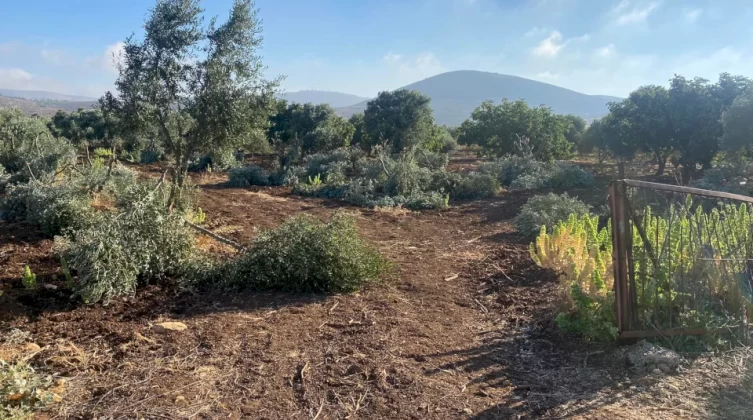 مستوطنون يقتلعون 50 غرسة زيتون غرب سلفيت