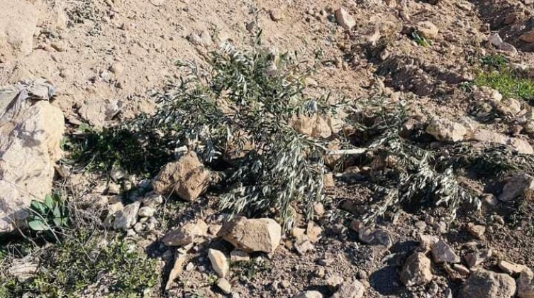 مستوطنون يقطعون 350 شجرة زيتون شرق قلقيلية