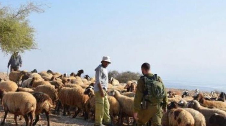 مستوطنون مسلحون يهاجمون رعاة الأغنام في مسافر يطا