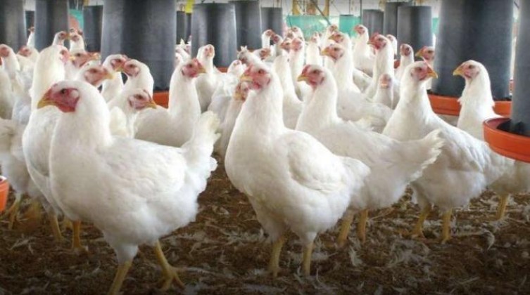 أسعار الدجاج والخضروات في أسواق غزة اليوم الخميس