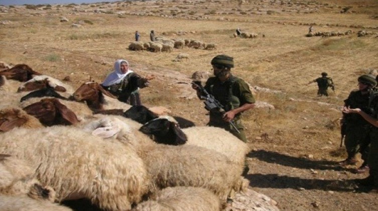 مستوطنون يجبرون رعاة الأغنام على ترك مراعيهم في أريحا