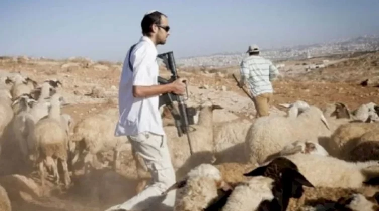 مستوطنون يجبرون اثنين من رعاة الأغنام على ترك المراعي في أريحا