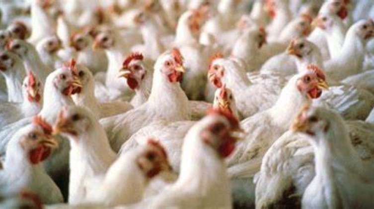 أسعار الدجاج والخضروات واللحوم في أسواق قطاع غزة