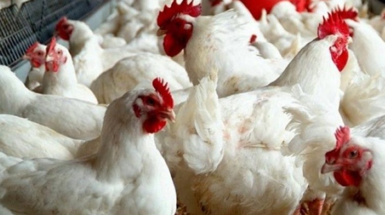أسعار الدجاج والخضروات في أسواق غزة اليوم الجمعة