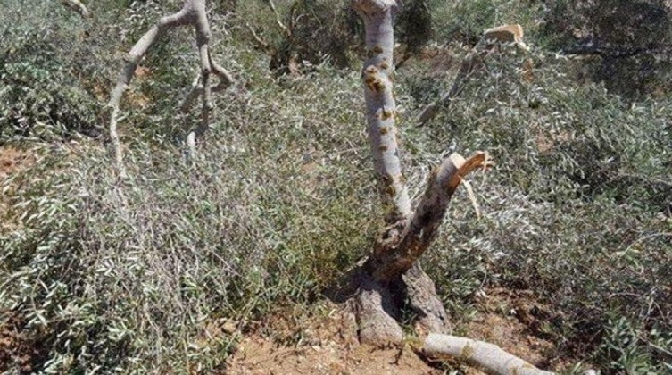 مستوطنون يقتلعون اشجار الزيتون في مسافر يطا