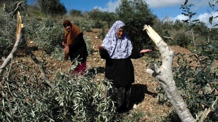 مستوطنون يقتلعون أشجار زيتون شرق سلفيت