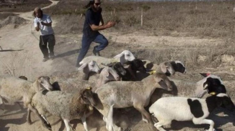 مستوطنون يعتدون على عائلة شرق رام الله ويسرقون 30 رأسا من المواشي