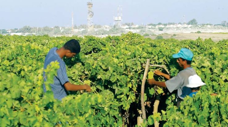 الزراعة بغزة تصدر إرشادات مهمة للمزارعين