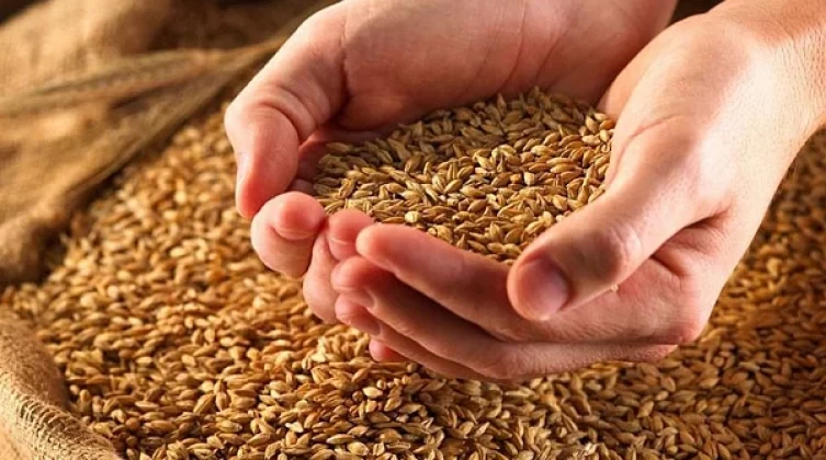 المالية المصرية تقرر تخصيص 45 مليار جنيه لشراء القمح المحلي هذا العام