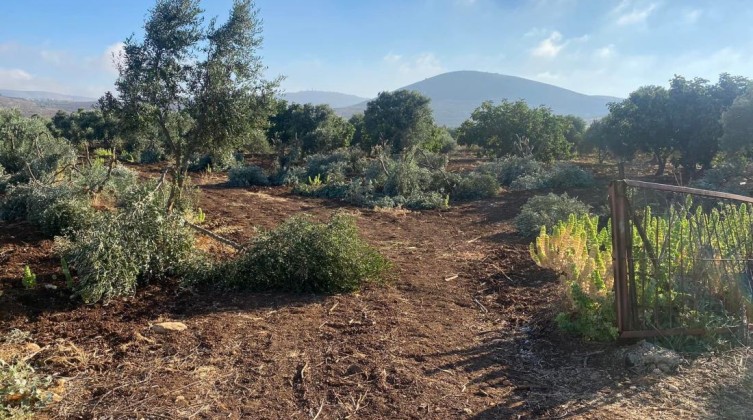 مستوطنون يقطعون 160 شجرة زيتون جنوب نابلس