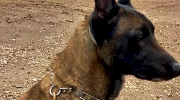 الاحتلال يؤكد مقتل كلب عسكري مدرب خلال اشتباكات نابلس