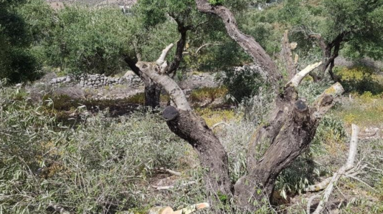 مستوطنون يكسرون أشجار الزيتون غرب نابلس