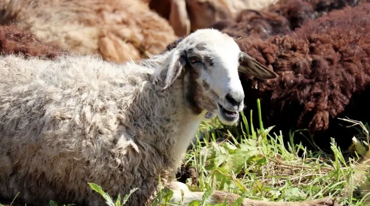 كيفية اختيار أضحية العيد والنصائح التي يجب اتباعها عند شرائها