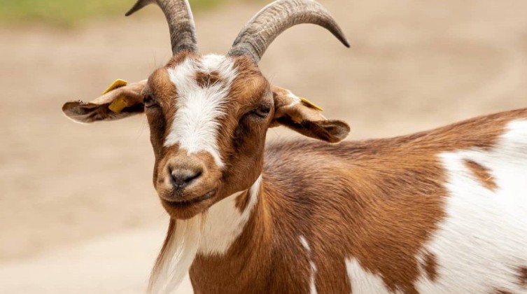 مشهد طريف- ماعز يقتحم أحد المقرات الانتخابية في تركيا