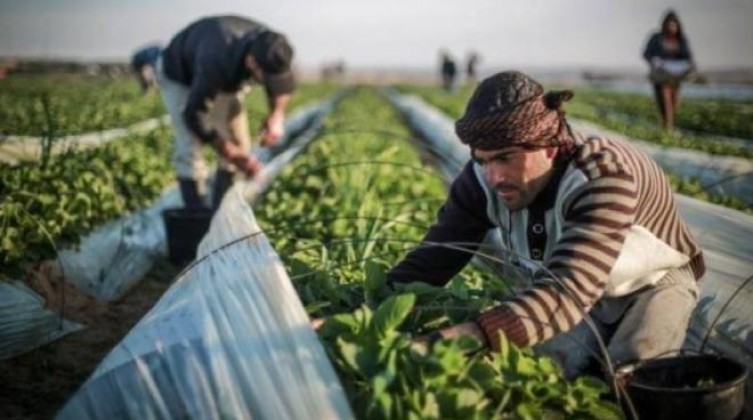 الزراعة بغزة تُعرب عن أملها بتفعيل صندوق درء المخاطر في القطاع