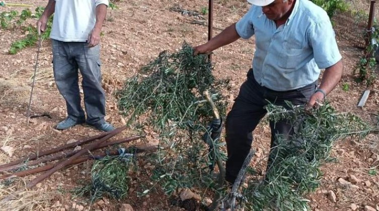 بالصور: مستوطنون يقطعون أشجار زيتون وعنب وينصبون خيامًا في الخليل