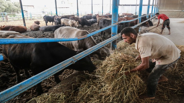 بالفيديو: إقبال ضعيف على شراء الأضاحي في قطاع غزة