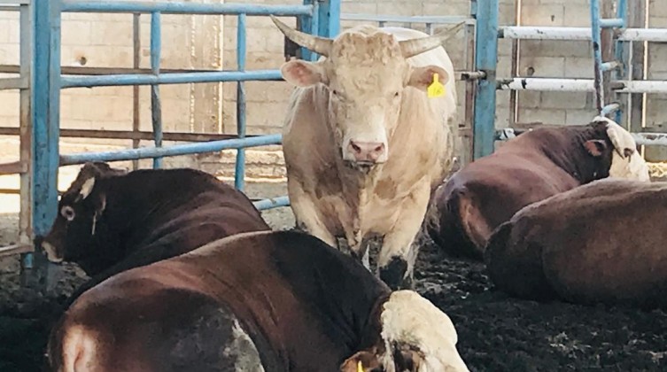 "الزراعة" بغزة توضخ سبب ارتفاع أسعار الأضاحي لهذا العام