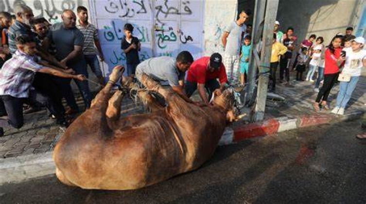 الزراعة بغزة تكشف عدد الأضاحي التي ذُبحت خلال عيد الأضحى