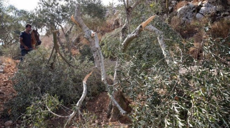 مستوطنون يقتلعون عشرات أشجار الزيتون شرق بيت لحم