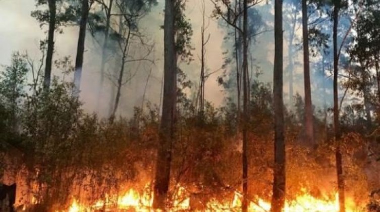 ولاية أمريكية تستعين بالذكاء الاصطناعي في مكافحة حرائق الغابات