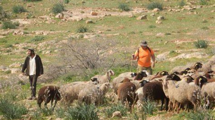 بالفيديو: مستوطنون يعتدون على رعاة الأغنام في شرق رام الله
