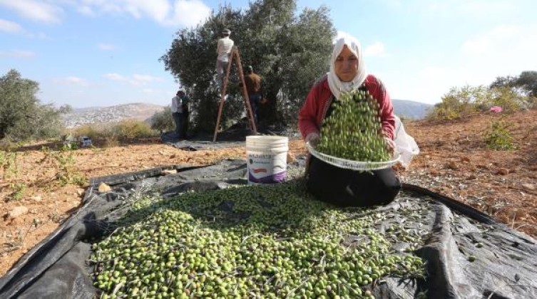 الزراعة: بدء موسم قطف الزيتون الشهر المقبل في كل محافظات فلسطين