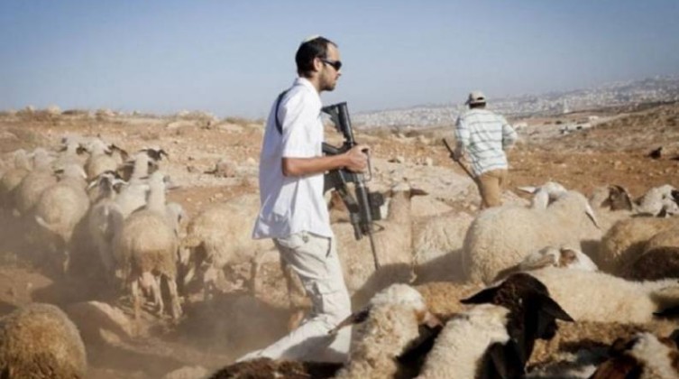مستوطنون يحرقون خيمتين ويسرقون أغنامً شرق رام الله