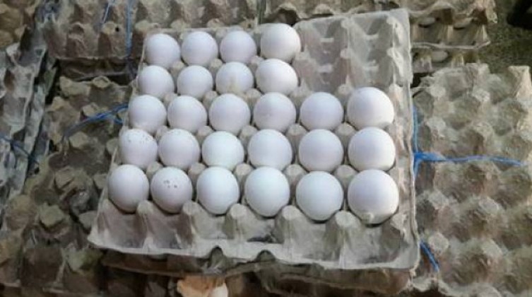 الاقتصاد بغزة تحدد السقف السعري لكرتونة البيض والأعلاف والصيصان