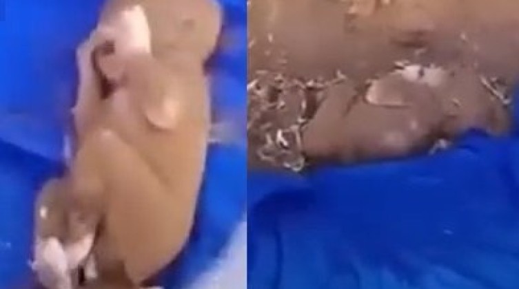 بالفيديو: انتشال رضيع نجا بمعجزة من تحت أنقاض زلزال المغرب