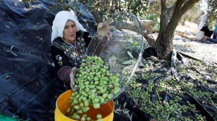 الزراعة تتحدث عن كمية إنتاج الزيتون والزيت والأسعار لهذا العام