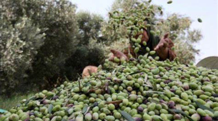الزراعة بغزة تتحدث عن موسم إنتاج الزيتون هذا العام