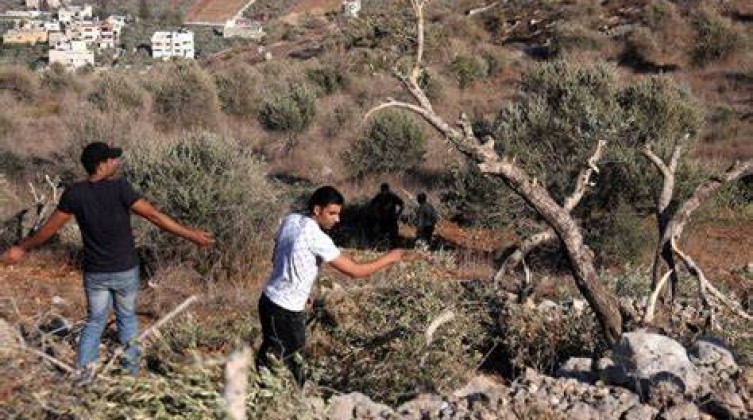 مستوطنون يقطعون أشجار الزيتون غرب بيت لحم