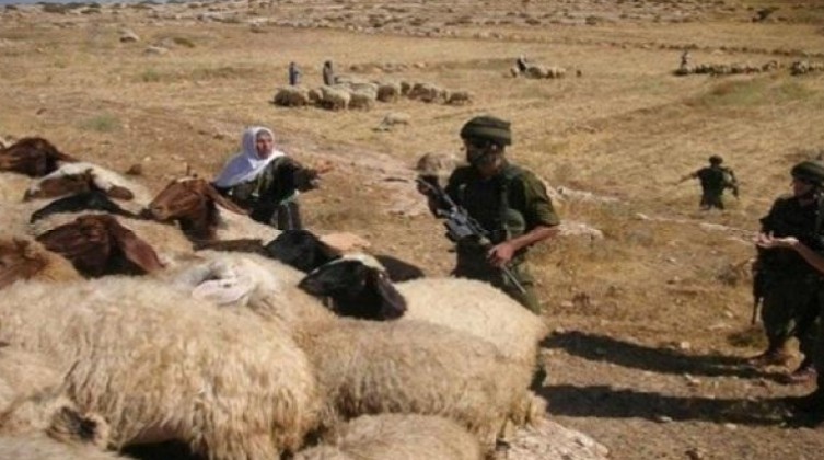 مستوطنون يسرقون الأغنام غرب أريحا