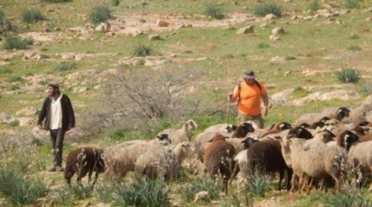 مستوطنون يرعون مواشيهم في المحاصيل البعلية بالأغوار