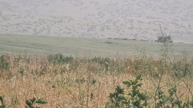 طوباس: الاحتلال يجري عمليات تجريف وتوسيع في حاجز تياسير