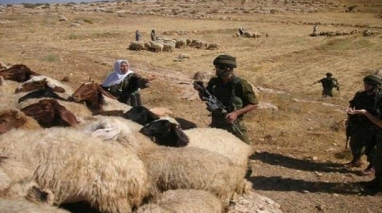 مستوطنون يسرقون رؤوس أغنام من عرب المليحات