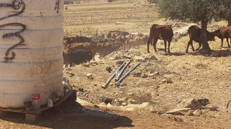 مستوطنون يقتحمون تجمعًا بدويًا شرق الطيبة