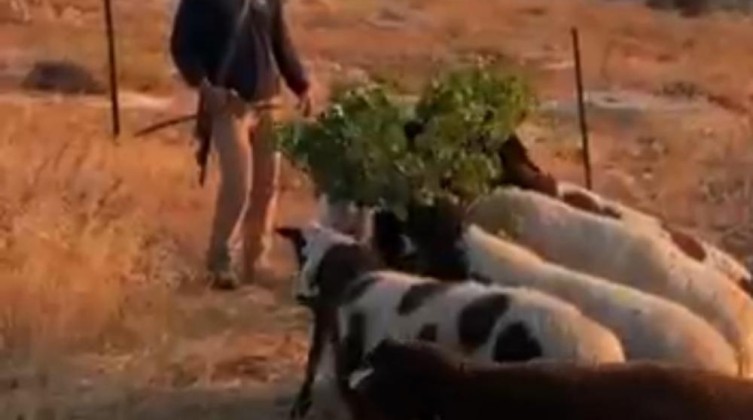 مستوطن يعتدي بإطلاق أغنامه قرب مساكن المواطنين في مسافر يطا
