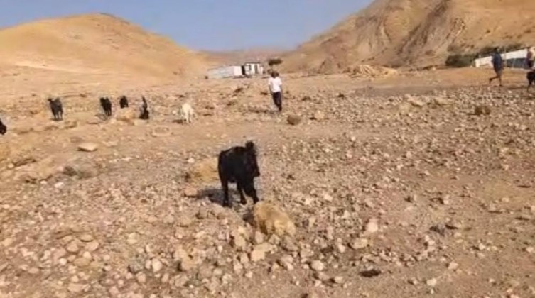 مستوطنون يقتحمون شلال العوجا بأريحا ويرعون مواشيهم