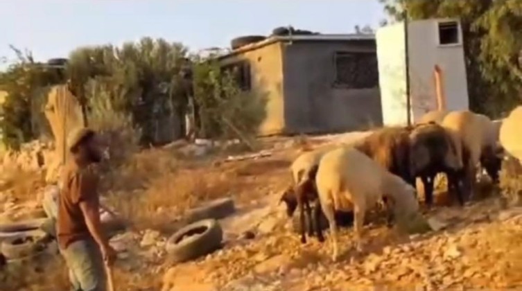 مستوطنون يرعون مواشيهم أمام منازل المواطنين بمسافر يطا
