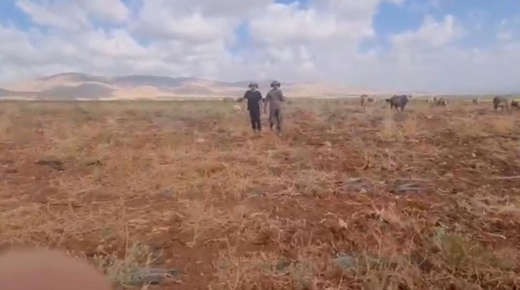 مستوطنون يعتدون على شبان في سنجل شمال رام الله