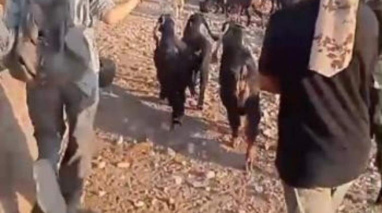 مستوطنون يواصلون اعتداءاتهم على أراضي شلال العوجا شمال أريحا
