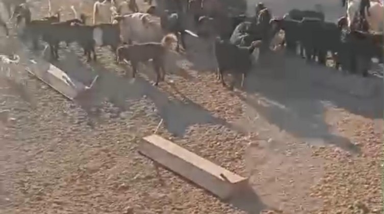 مستوطنون يرعون أغنامهم وسط بيوت تجمع شلال العوجا شمال أريحا