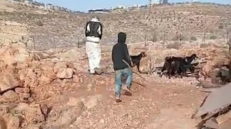 مستوطنون يعتدون على تجمع شكارة شرقي دوما ويتلفون ممتلكات