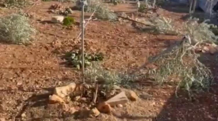 مستوطنون يقطعون أشجار زيتون في برقا شرق رام الله
