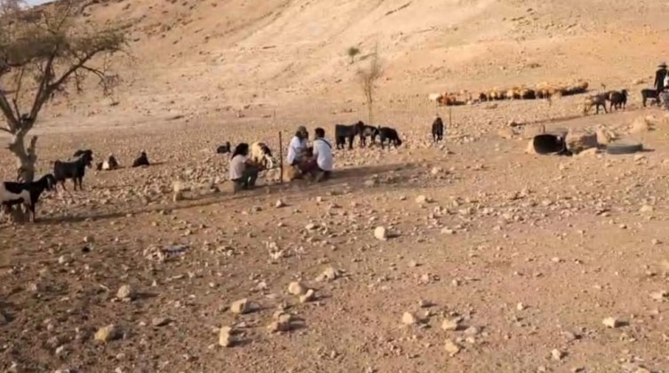 مستوطنون يرعون أغنامهم بين منازل شلال العوجا شمال أريحا
